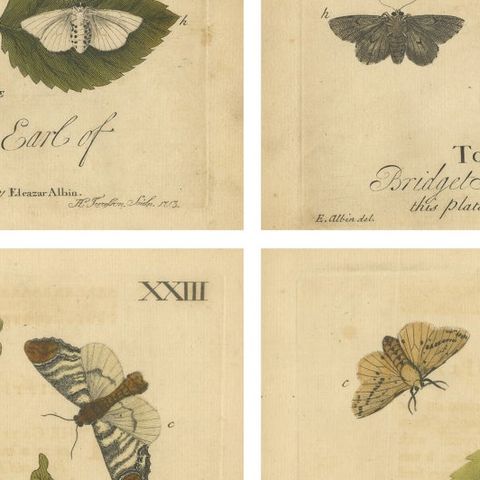 English Tiger & Footman Moths, Scarlet Tiger, Speckled Footman, Albin 1720, close-up 2
