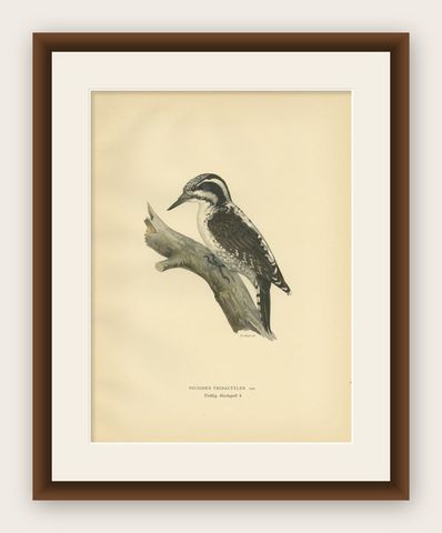Antique Bird Print of the Female Eurasian Three-Toed Woodpecker by Von Wright, shown framed