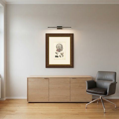 Superficial Nerves of the Head and Neck, Antique Hirschfeld Anatomy Print, 1866, shown framed in a room