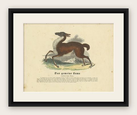 Das gemeine Lama (Common Llama) - Hand-Colored Zoological Print, Circa 1840, shown framed