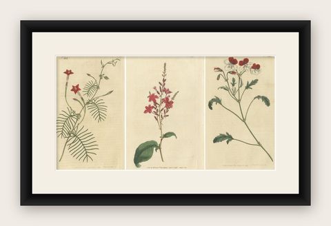 Set of 3 Antique Botany Prints, Crane's Bill, Leadwort, Ipomoea, 1794, shown framed