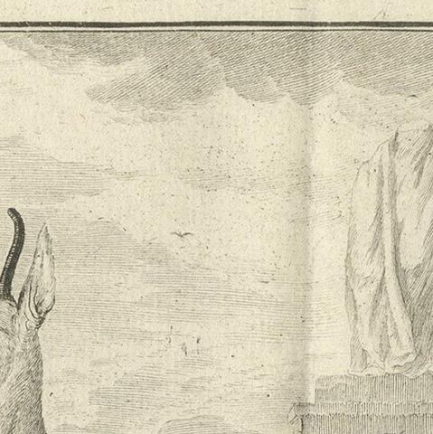 Pl. 29 Antique Print of an Antelope Species by Buffon, 1769, close-up 1