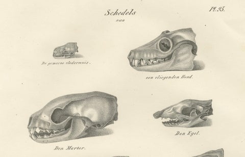 19th-Century Scientific Lithograph of Animal Skulls: Lion, Wolf, Bat and more, close-up 3