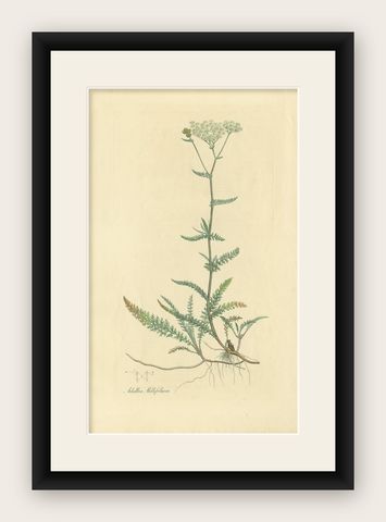 Antique Botany Print of Achillea Millefolium by Curtis 'circa 1817', shown framed