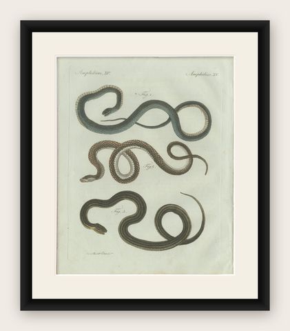 Original Antique Print of Three European Snakes by Bertuch, 1802, shown framed