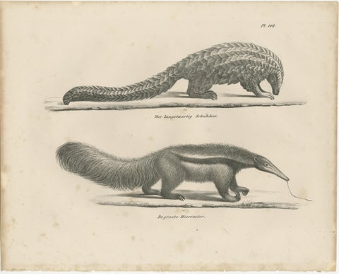 Antique Armadillo, Pangolin & Anteater Lithographs, Brodtmann c.1830, view 3
