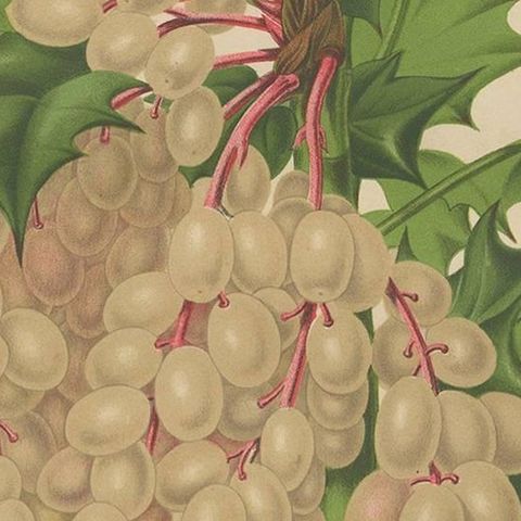 Antique Plant Print of the Mahonia Japonica by G. Severeyns, 1879, close-up 2
