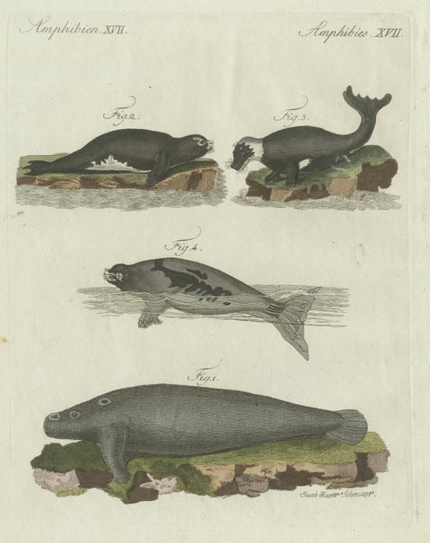 Original Antique Print of Seals, Sea Lion and Manatee by Bertuch, 1790, close-up 1