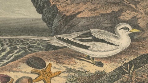 Tropicbirds and Gulls: An 1849 Coastal Encounter - A Hand-Coloured Lithograph, close-up 2