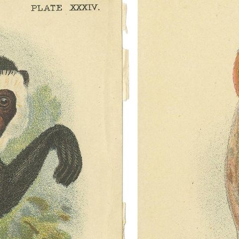 Set of 2 Antique Prints of Guereza Monkey species by Lloyd, circa 1894, close-up 1