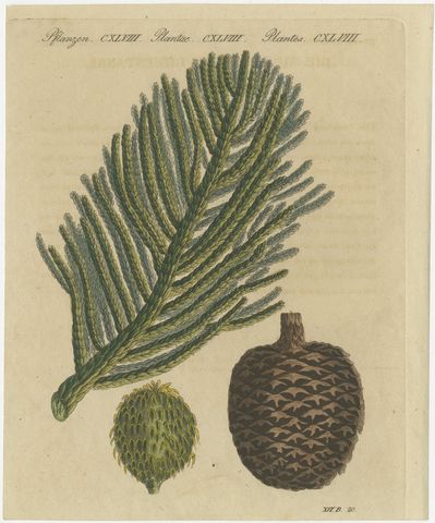 Norfolk Island Pine Branch and Cone, Antique Bertuch Print, circa 1815, view 2