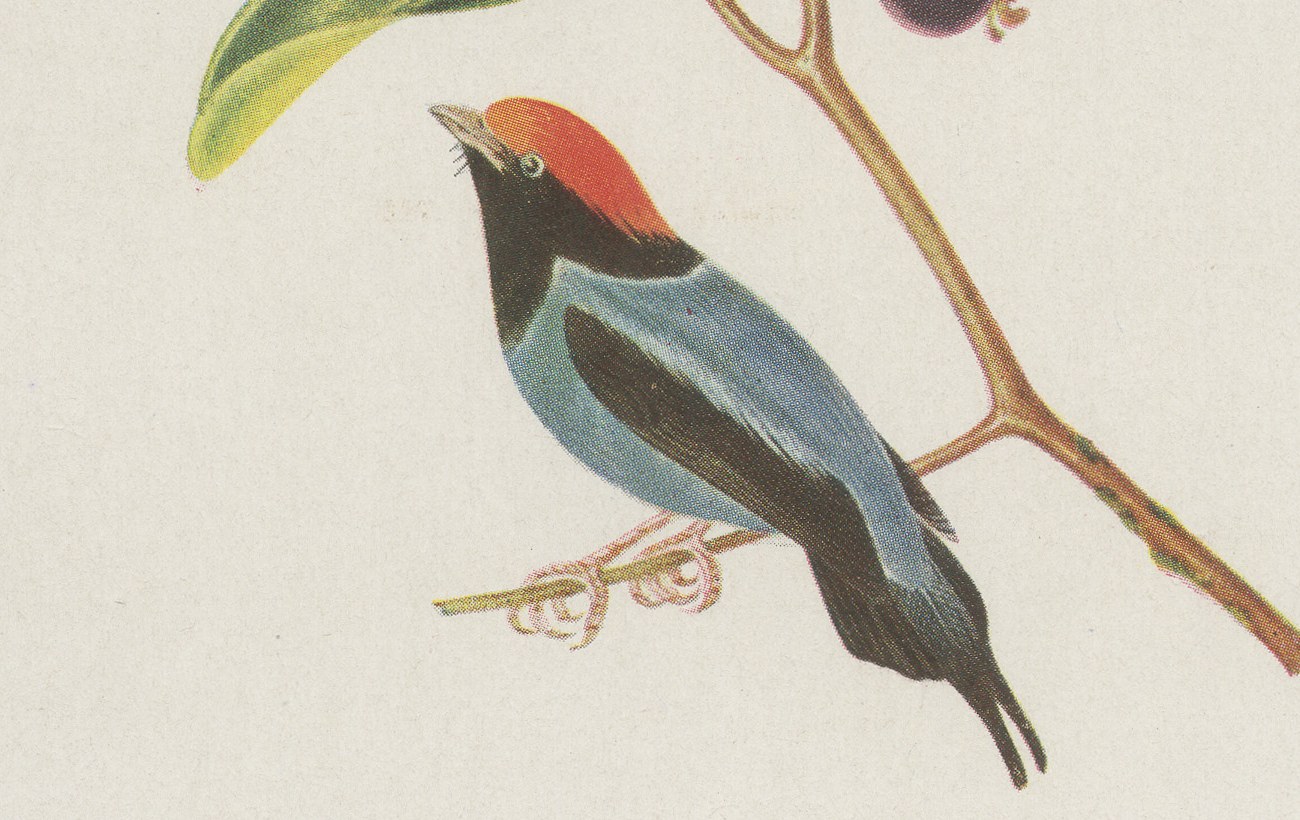 Manakins, Brazilian Bird Print, Descourtilz, 1944, view 5