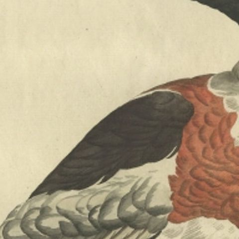 Female Common Shelduck, Antique Dutch Bird Print by Sepp & Nozeman, 1789, close-up 5