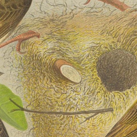 Antique Bird Print of the Red-Faced Weaver-Bird, Red-Billed Quelea, ca.1880, close-up 2