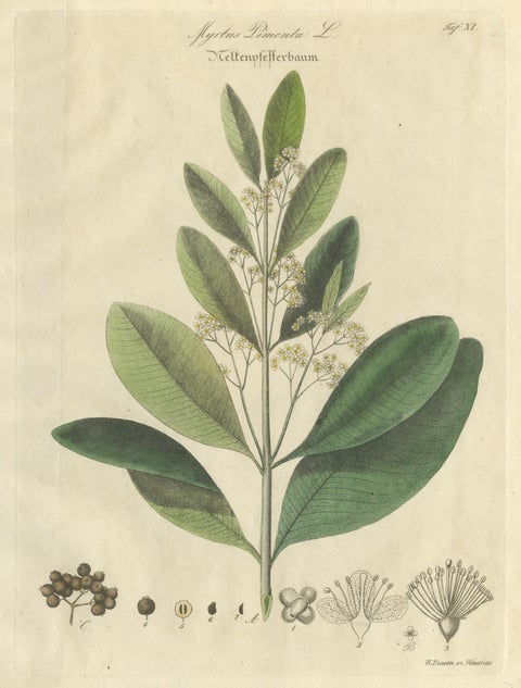 Antique Allspice Botanical Print, Myrtus Pimenta, Hand Colored, c.1831, close-up 1