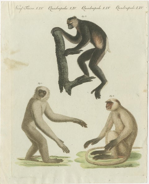 Set of three Antique Prints of various Monkeys, also including Maki, view 5