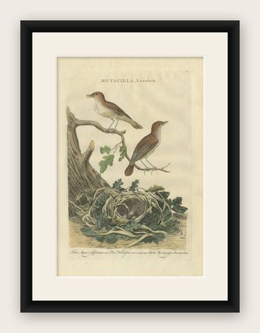 Antique Bird Print of the Nightingale by Sepp & Nozeman, 1789, shown framed