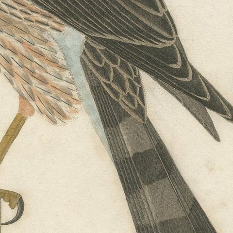 Antique Bird Print of the Red-Shinned Hawk, Redstart and a Warbler 'c.1820', close-up 2