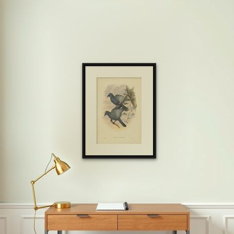 Antique Bird Print of the Yellow-Eyed Cuckooshrike by J. Gould, circa 1875, shown framed on a wall