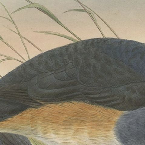 Original Antique Hand-Colored Print of the Papuan Ground-Pigeon Bird, ca.1875, close-up 1
