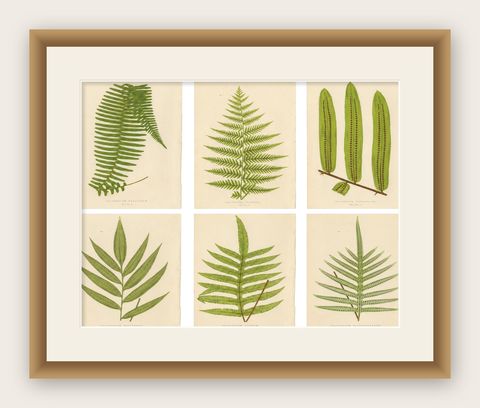 Antique Botanical Fern Lithographs by E.J. Lowe, Set of 6, Published in 1856, shown framed