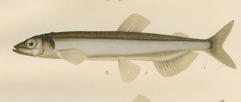Scandinavian Fish Species: Smelt, Capelin and Tench in Fine Lithograph, 1895, close-up 5