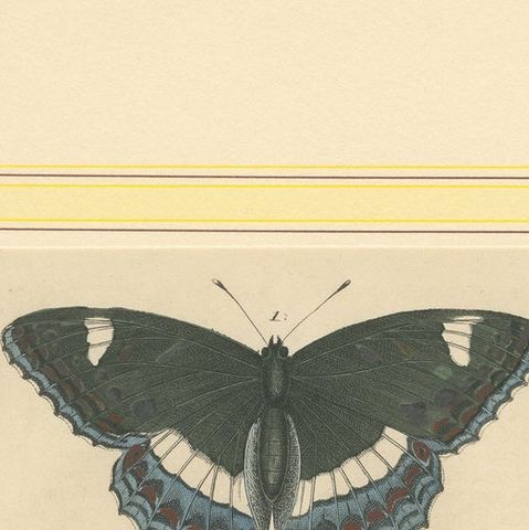 1848 Hand-Colored Lithograph of Butterfly Life Cycle, close-up 6