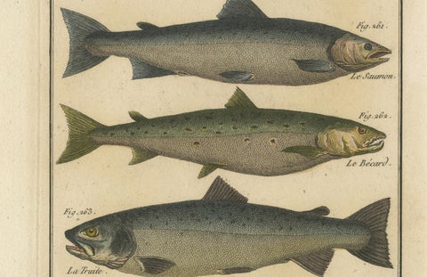 Natural History Engravings Compilation: Illustrations of Fish Species, 1790, close-up 2