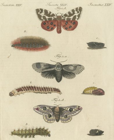 Garden Tiger Moth and Emperor Moth, Antique Bertuch Print, Vienna, circa 1805