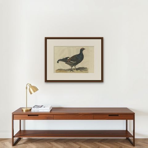 Antique Hand-Coloured Bird Print of the Male Black Grouse, 1789, shown framed on a wall