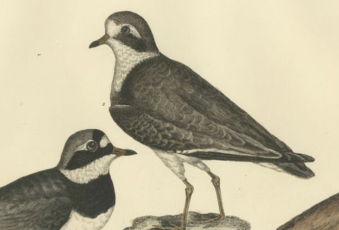 Large Engravings of Plovers in Contrast - Age and Species, 1826, close-up 4