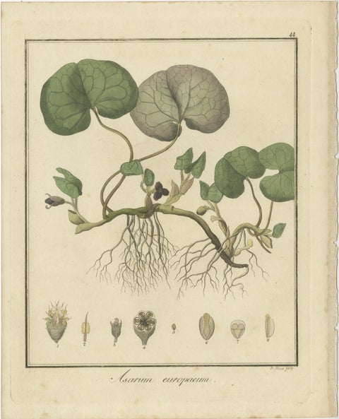 Engravings of European Wild Ginger, Prickly Lettuce, and Common Soapwort, 1819, view 2