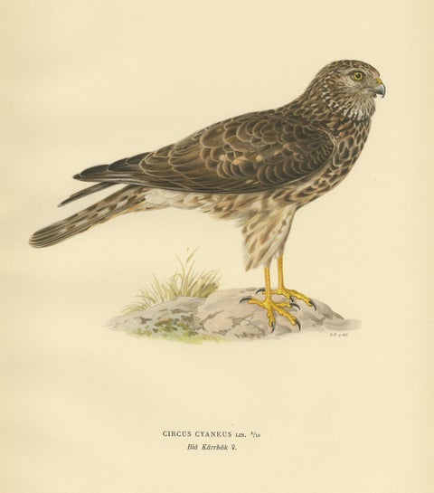 Antique Bird Print of a Female Hen Harrier by Von Wright '1929', view 4