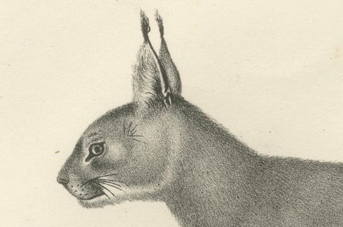 19th-Century Lithograph of the Caracal and Lynx in Striking Profiles, close-up 2
