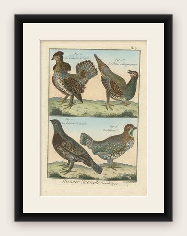Authentic, Brightly Hand-Colored, Rare Copper Engraving of Four Birds (1792), shown framed