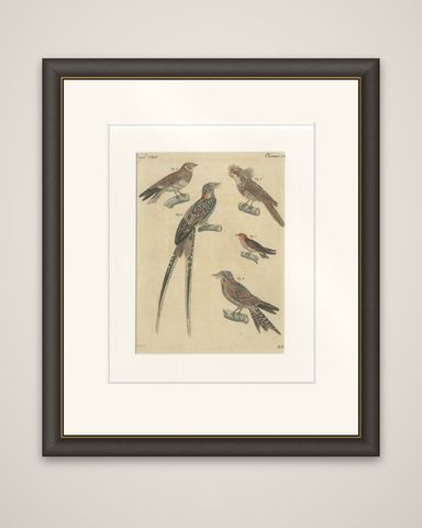 Antique Hand-Colored Bird Engraving, Swallow & Nightjars, Bertuch, c.1800, shown framed