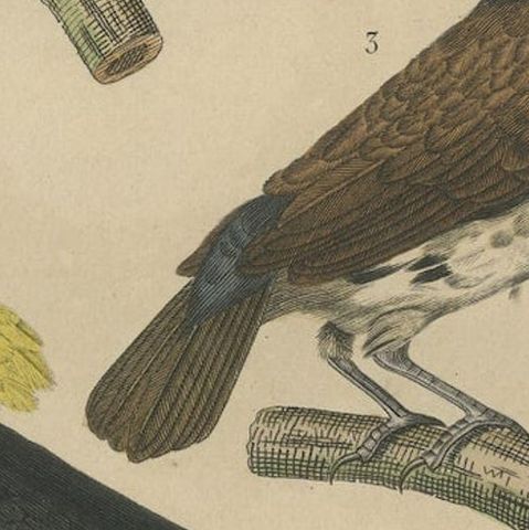 Antique Bird Print Showing A Sultan Tit, a Cuban Finch and a Magpie Mannikin, close-up 3