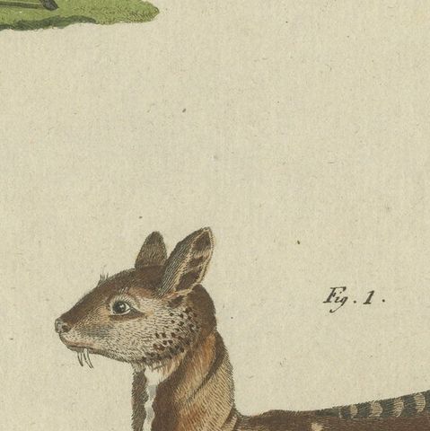 Original Antique Print of Musk Deer and an Antelope, close-up 2