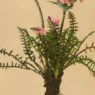 Antique Pedicularis Botanical Chromolithographs, Set of 3, Germany 1897, close-up 2