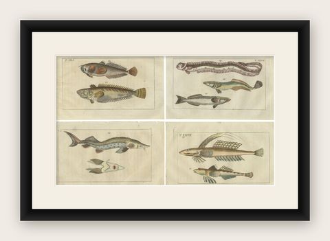 Set of 4 Antique Fish Prints - Remora - Dragonet - Star Gazer, shown framed