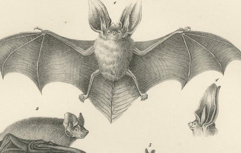 Anatomical Studies of Bats from 'The Mammals' Natural History Lithographs, 1836, close-up 2