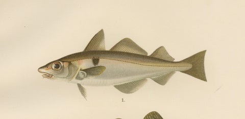 Haddock and Atlantic Cod - Majestic Scandinavian Fish Lithograph, 1895, close-up 4