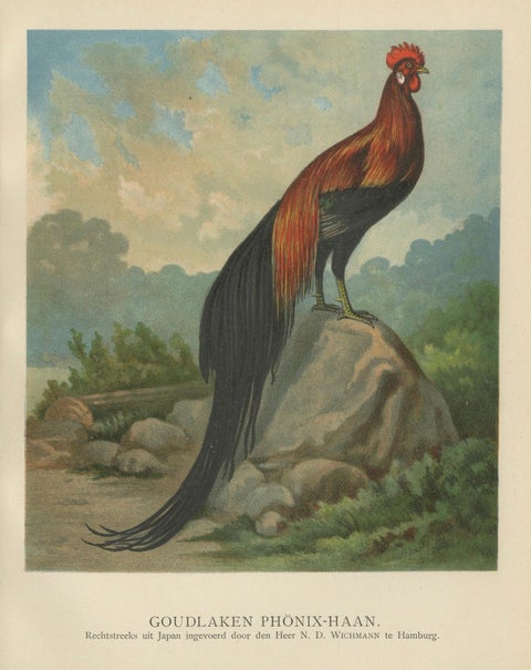 The Golden Phoenix Rooster - A Rare 19th Century Poultry Lithograph, close-up 4