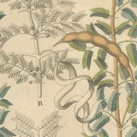 Antique Gum Arabic Botanical Print, Acacia Tortilis & Acacia Seyal, c.1831, close-up 5