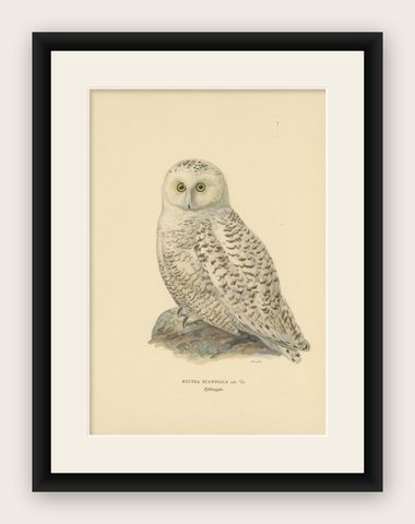 Arctic Owl (colour litho) by Magnus Ferdinand and Wilhelm von Wright, 1929, shown framed
