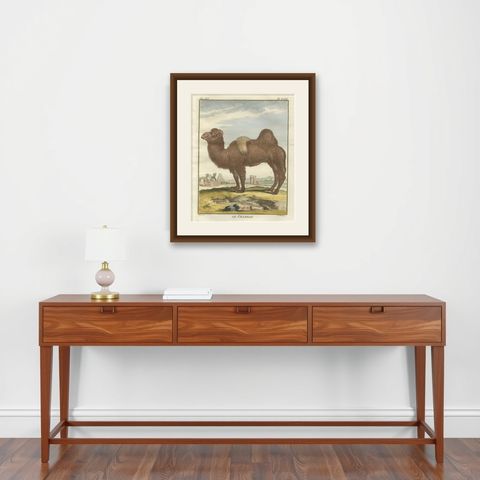 Antique Bactrian Camel Engraving, Buffon Hand-Coloured Print Amsterdam 1769, shown framed on a wall