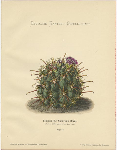 Set of 2 Decorative Antique Cactus Prints, circa 1910, view 4