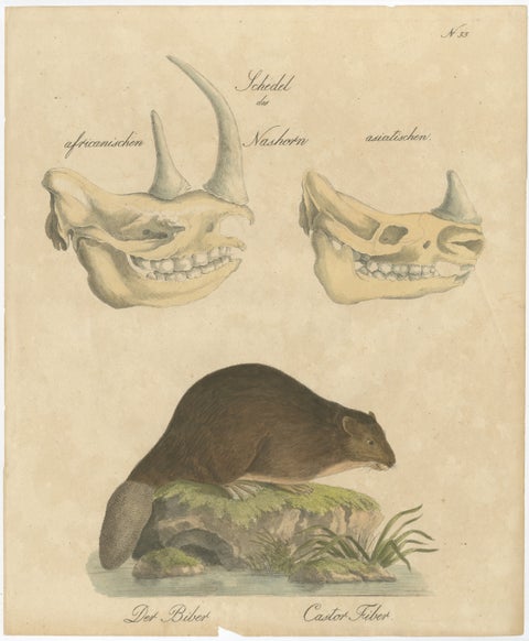 Beaver and African & Asian Rhinoceros Skull Studies, Brodtmann, 1816, view 2