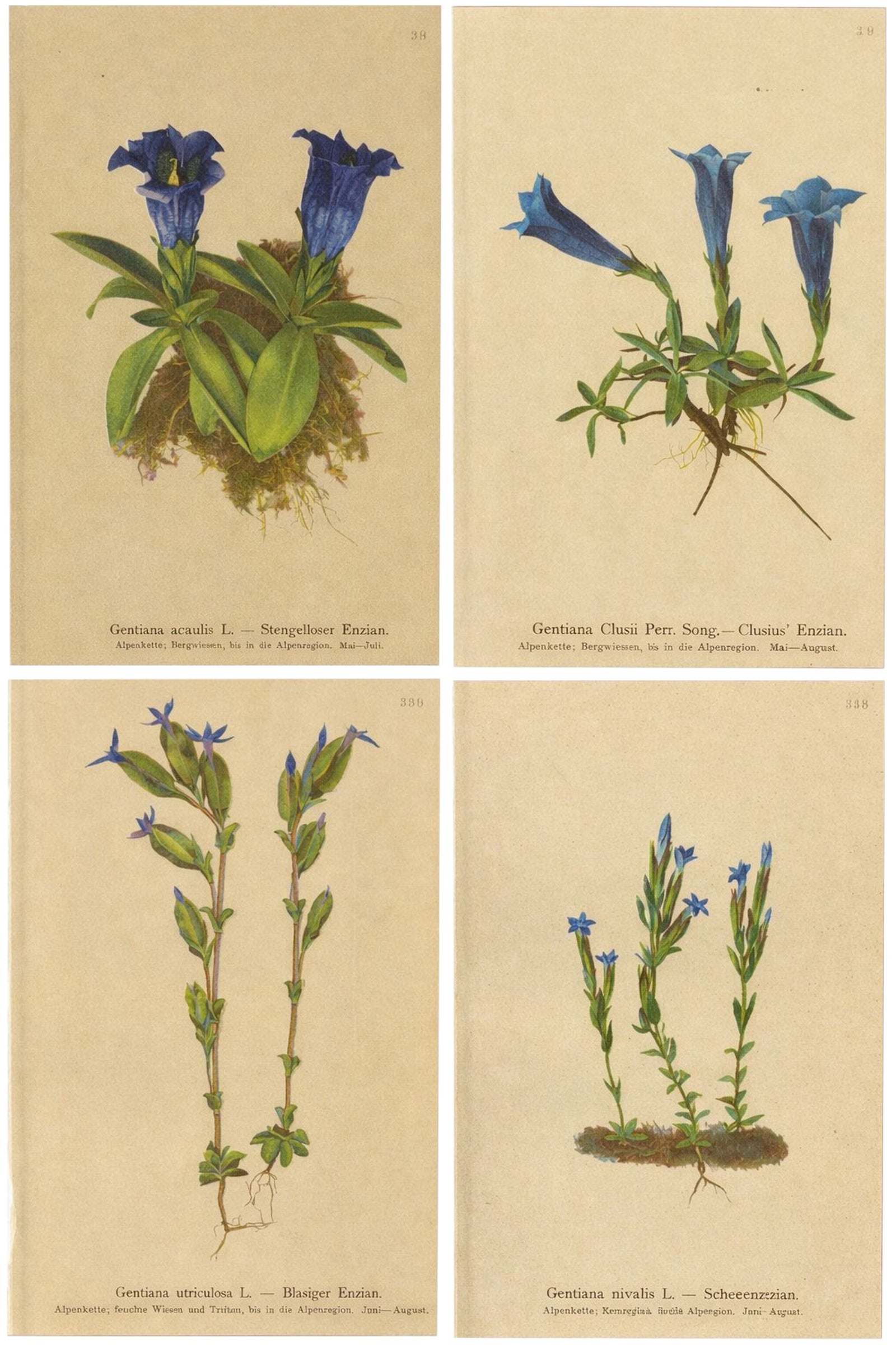 Alpine Gentian Botanical Prints Set, Antique Chromolithographs c.1897