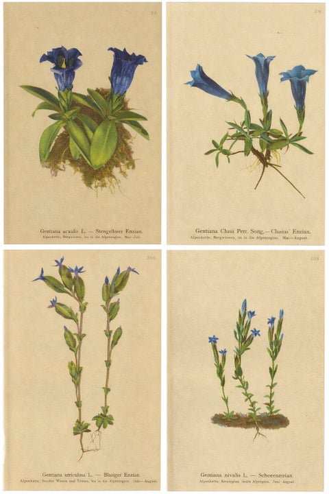 Alpine Gentian Botanical Prints Set, Antique Chromolithographs c.1897